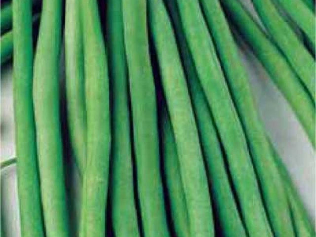 Bronco Green Bean Seeds - Fresh Green Bean Seed Variety - Phaseolus vulgaris - Free Shipping