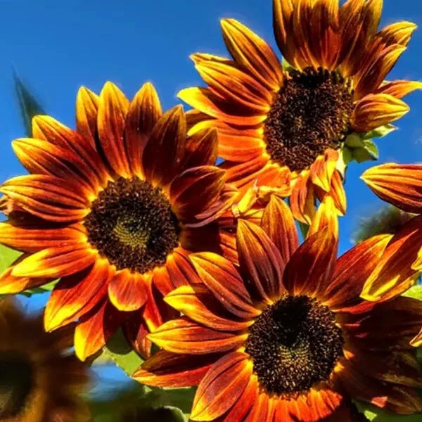 Organic Earthwalker Sunflower Seeds - 50 Pack - Helianthus annuus - USA Grown, Non-GMO, Free Shipping