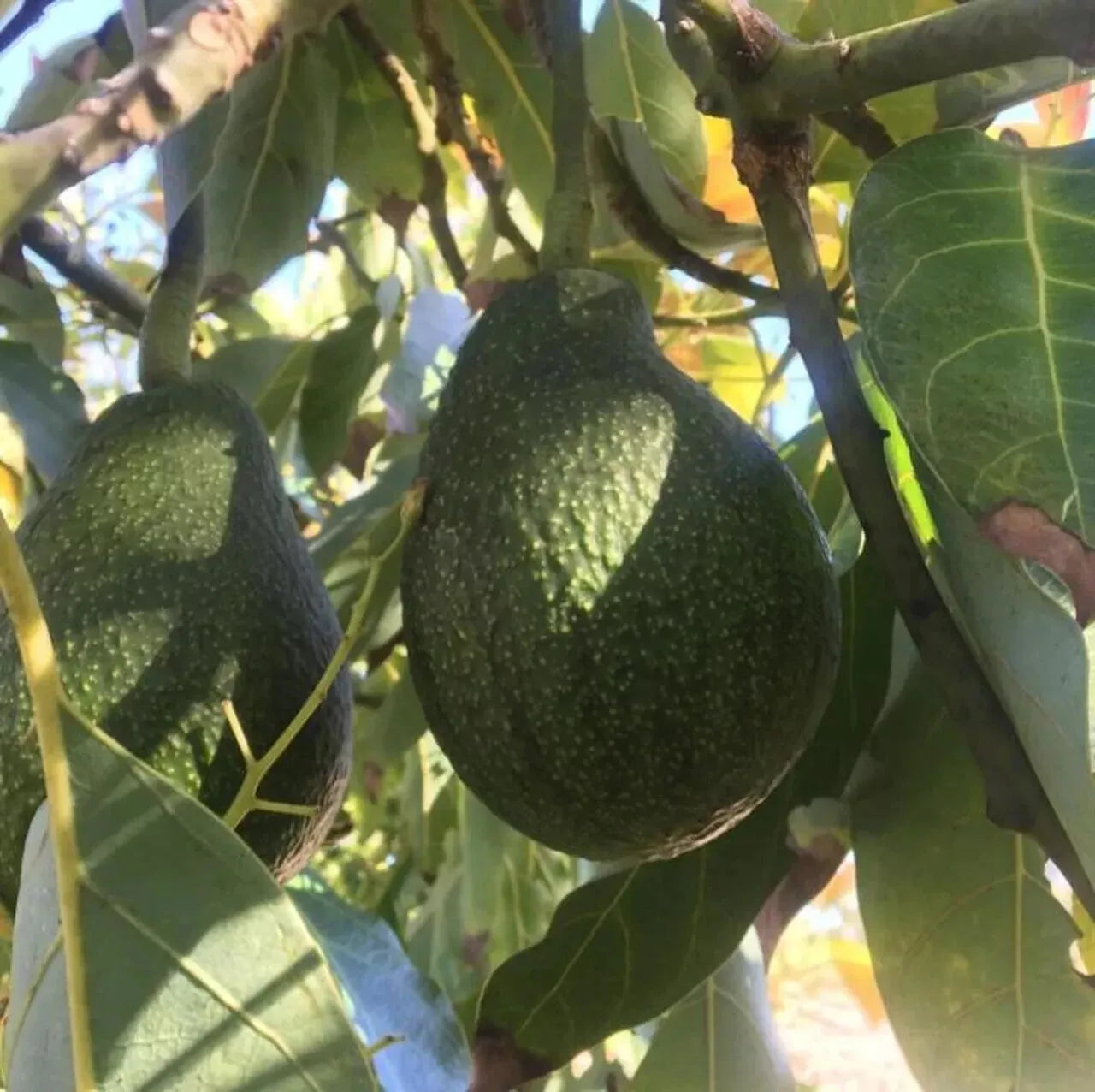 Avocado Seeds 6-Pack Easy Grow Fantastic Variety Persea americana