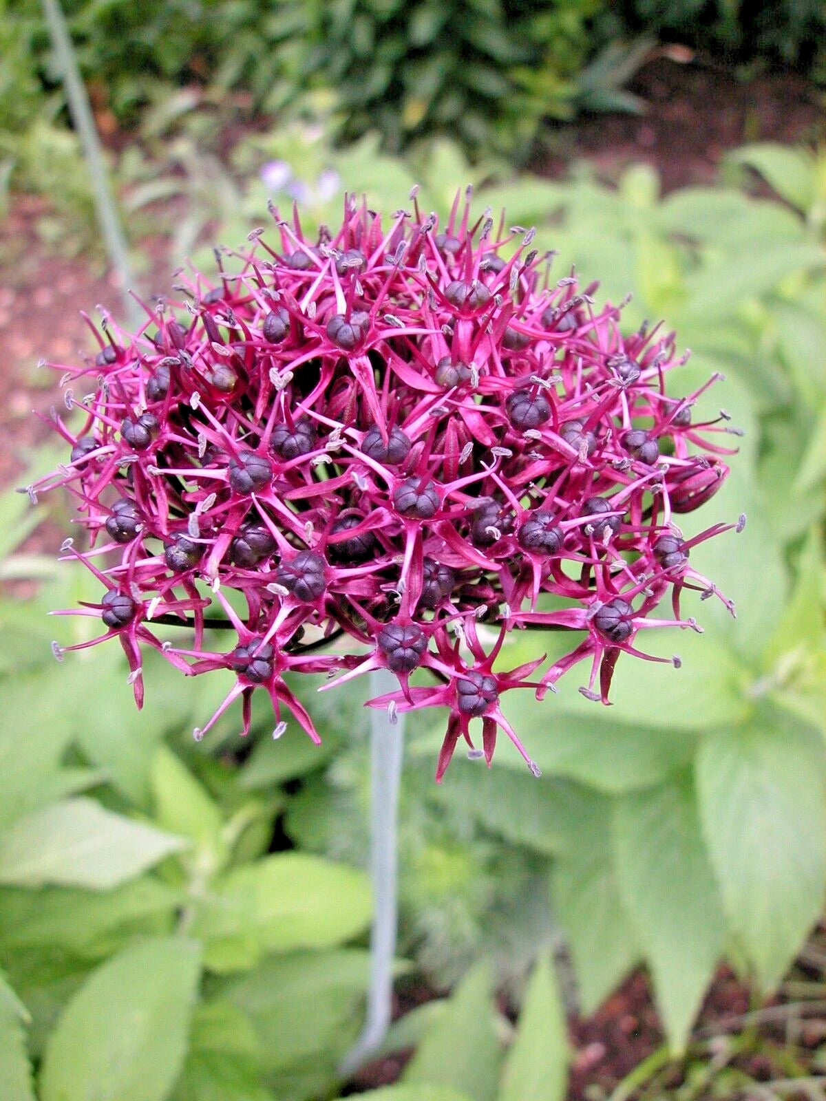 Allium Atropurpureum Bulbs 6-Pack Dark Purple Garlic Edible Herb Live Plant
