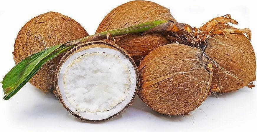Sprouted Coconut Fruit - Fresh Costa Rican Coconut, Organic, Certified, Tropical Flavor, Cocos nucifera