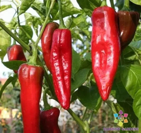 25+ NuMex Big Jim Sweet Pepper Seeds - Garden Planting - Capsicum annuum - USA