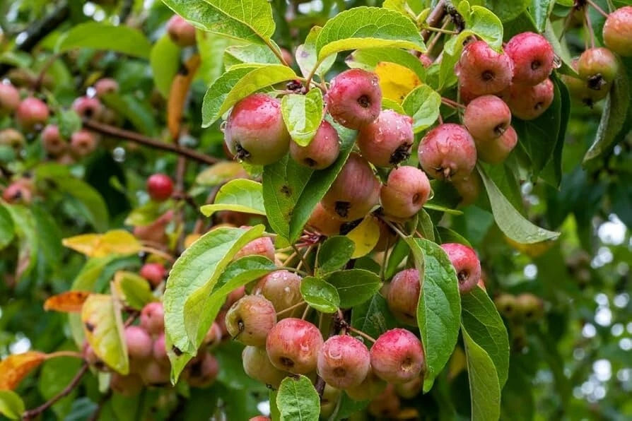 Zumi Crabapple Tree - 1 Rooted Plant, 12-20 ft, Wildlife-Friendly, Malus zumi, Zones 4-8, Edible Fruit, Spring Blooms, Self-Pollinating