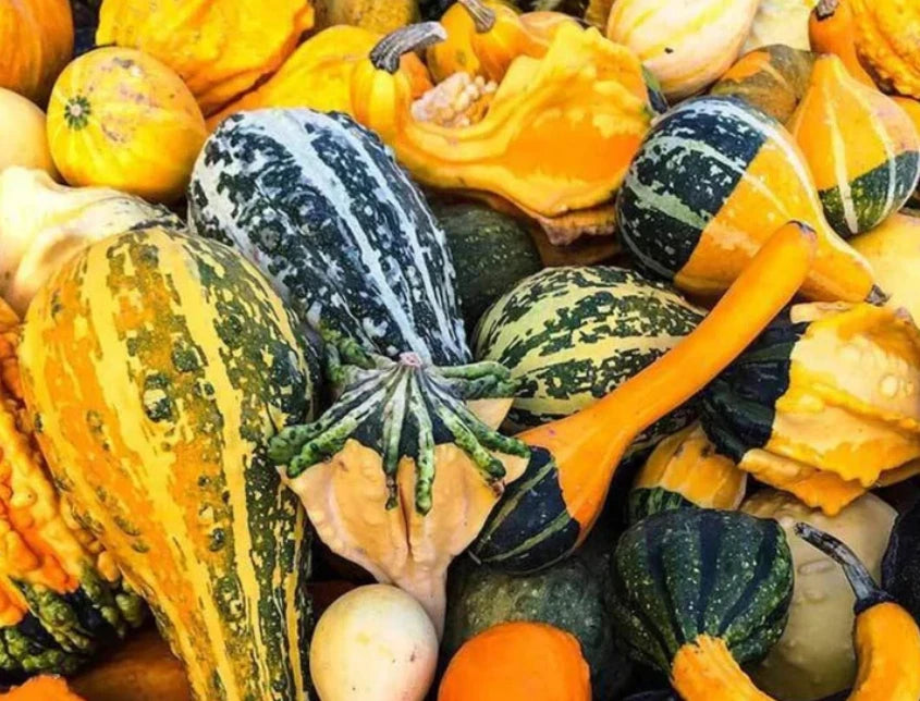 Large Gourd Mix - Decorative Fall Season Seeds for Kids Arts & Crafts - Non-GMO - 20 Seeds