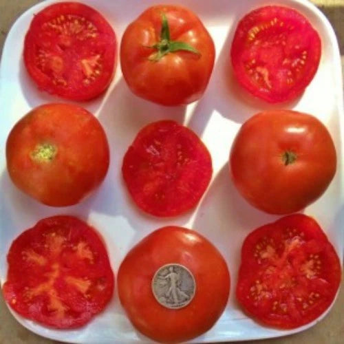 Rutgers So Delicious Tomato Seeds - 25 Fresh Seeds - Heirloom Variety (Solanum lycopersicum)