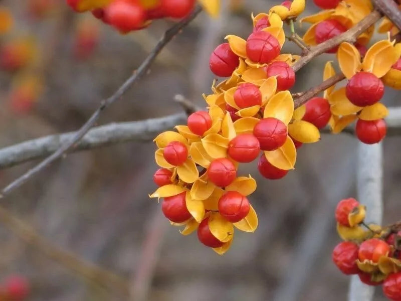 seeds for climbing plants American Bittersweet Vine Seeds | 20 Pack | Celastrus Scandens