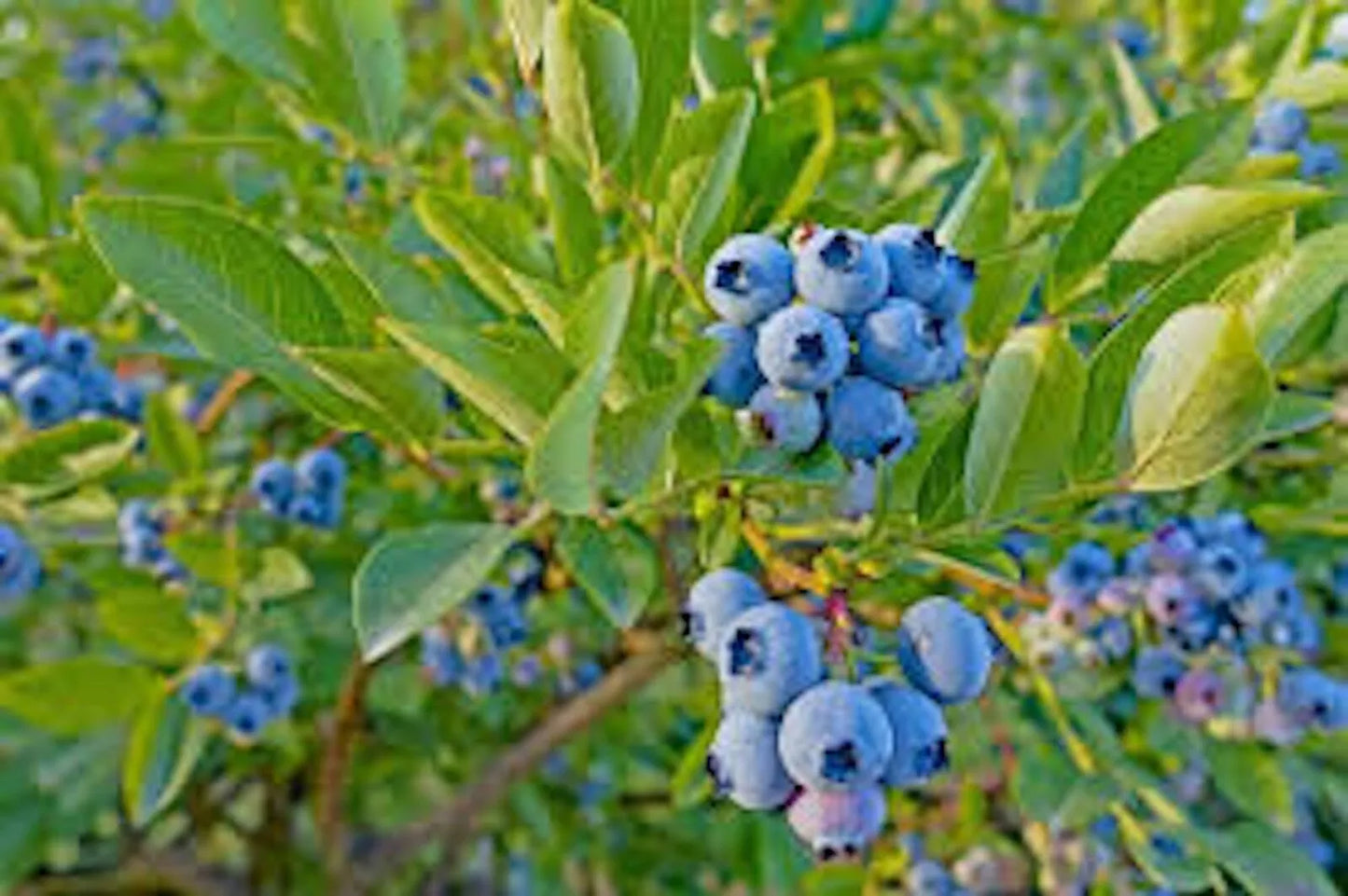 Dwarf Blueberry Bush Plant 4-6" Tophat Variety Vaccinium angustifolium Starter Edible Fruit Bush for Container Gardening