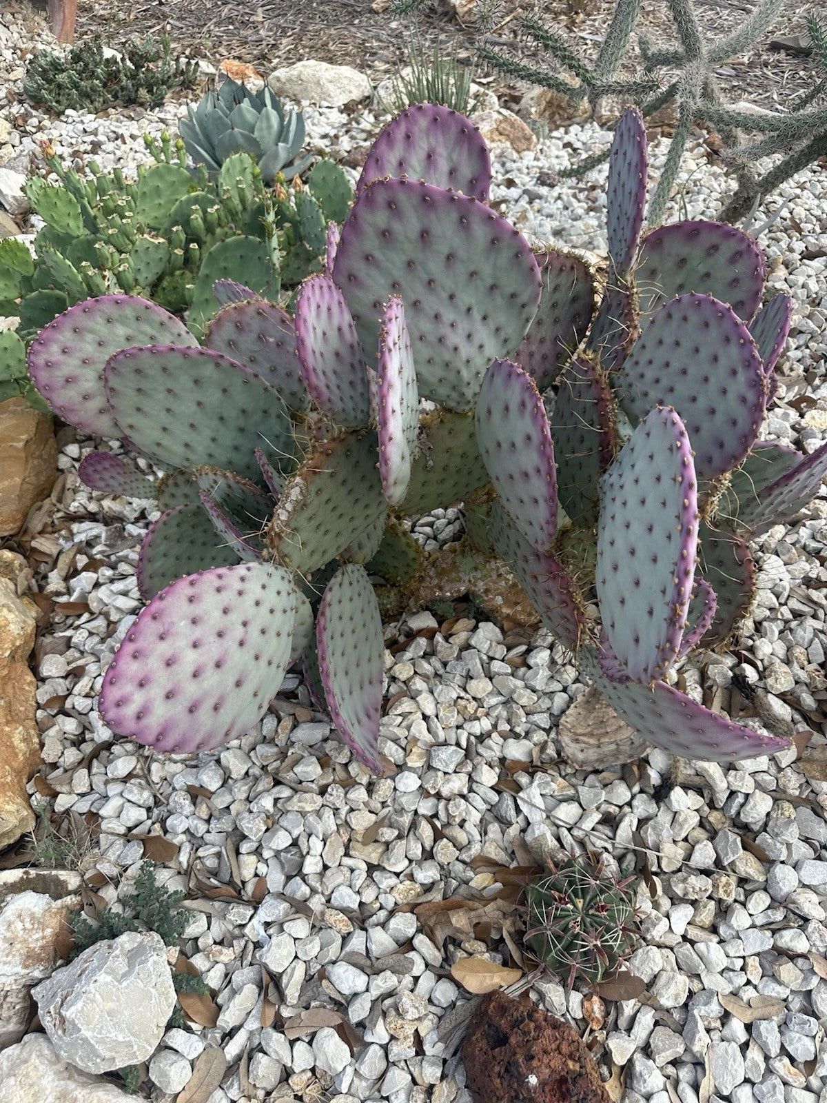 Large Cuttings Opuntia Santa Rita Purple Prickly Pear | Cactus Cuttings for Planting | Unique Desert Succulent