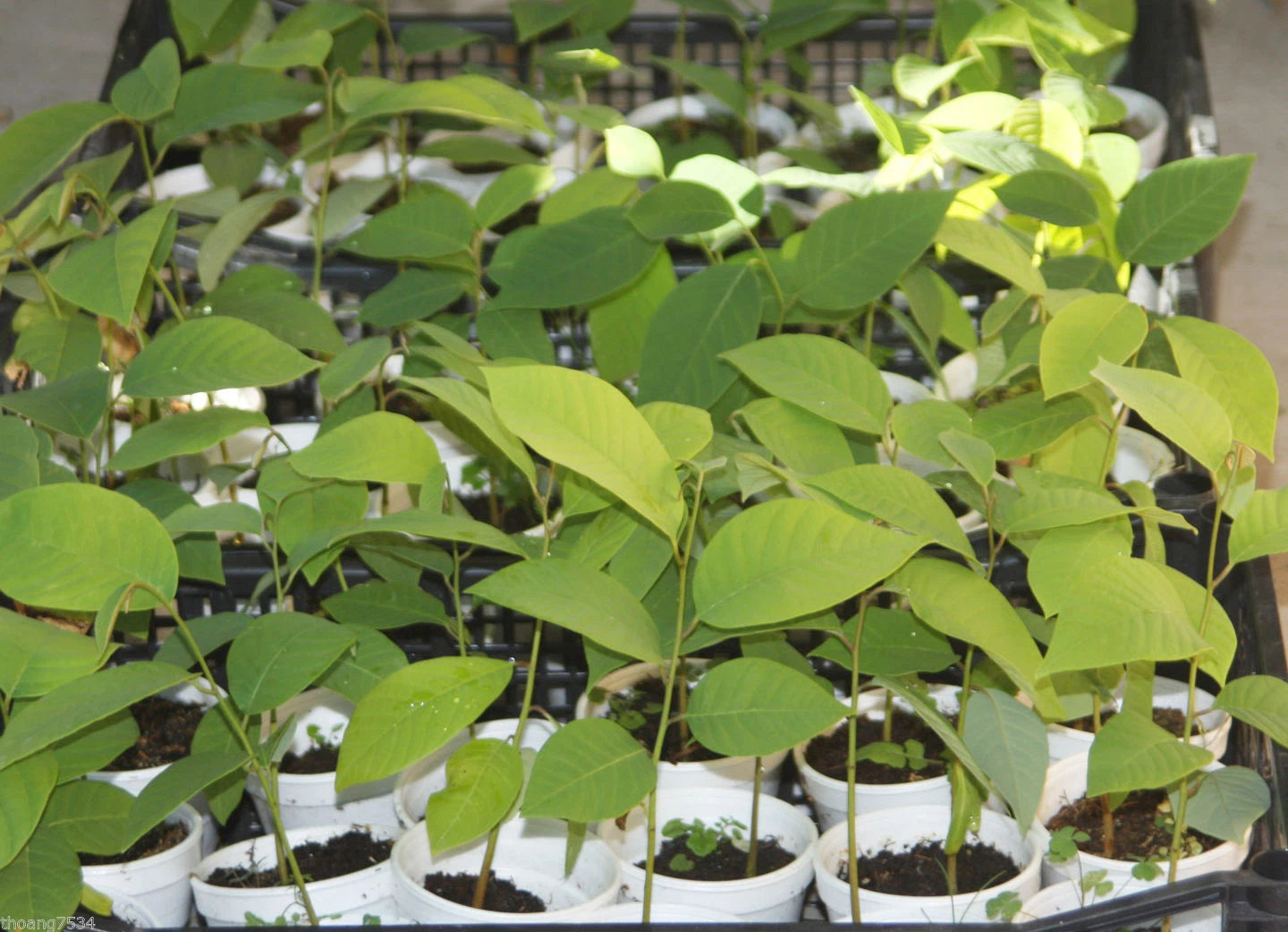 Cherimoya Seedling Plant - Extra Large Fruits - Annona cherimola - Live Rooted Plant for Home Gardening