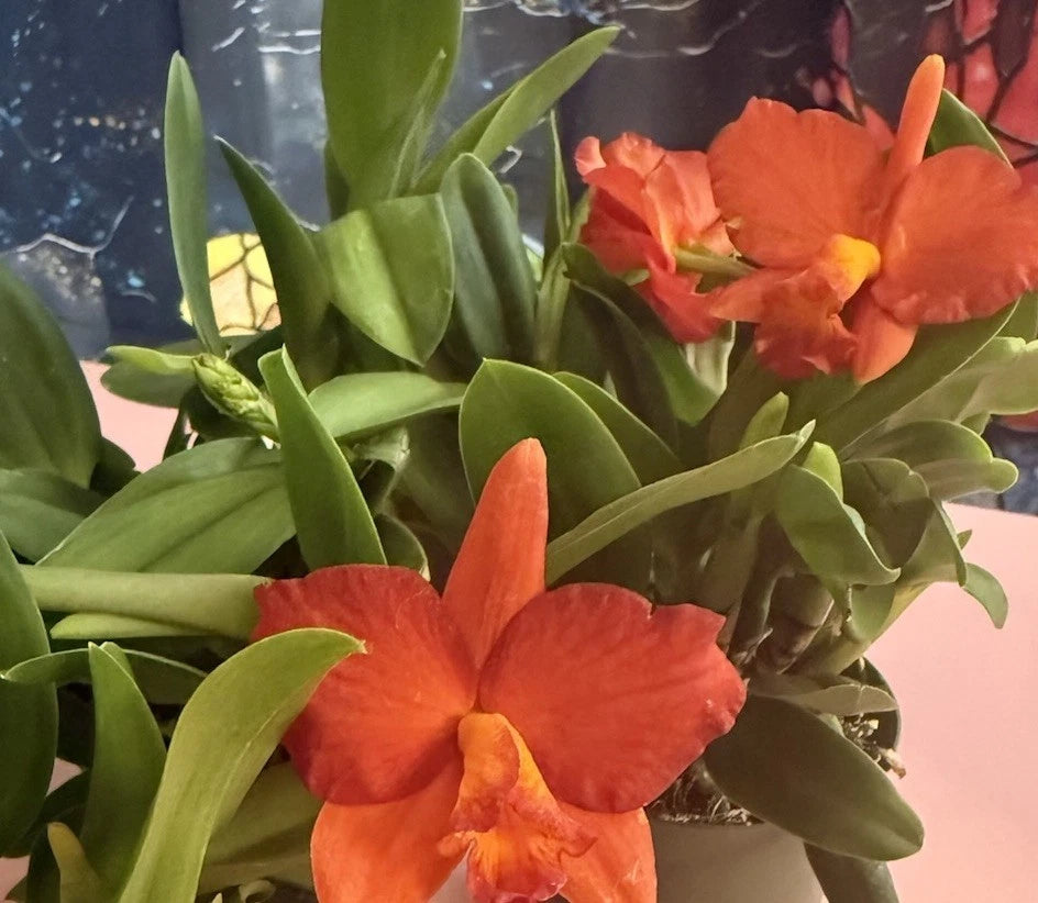 Cattleya Orchid Plant, Bare Root, 1-3 Stems, No Tag, No Pot, Sale, Unique Blooms, Exotic Houseplant