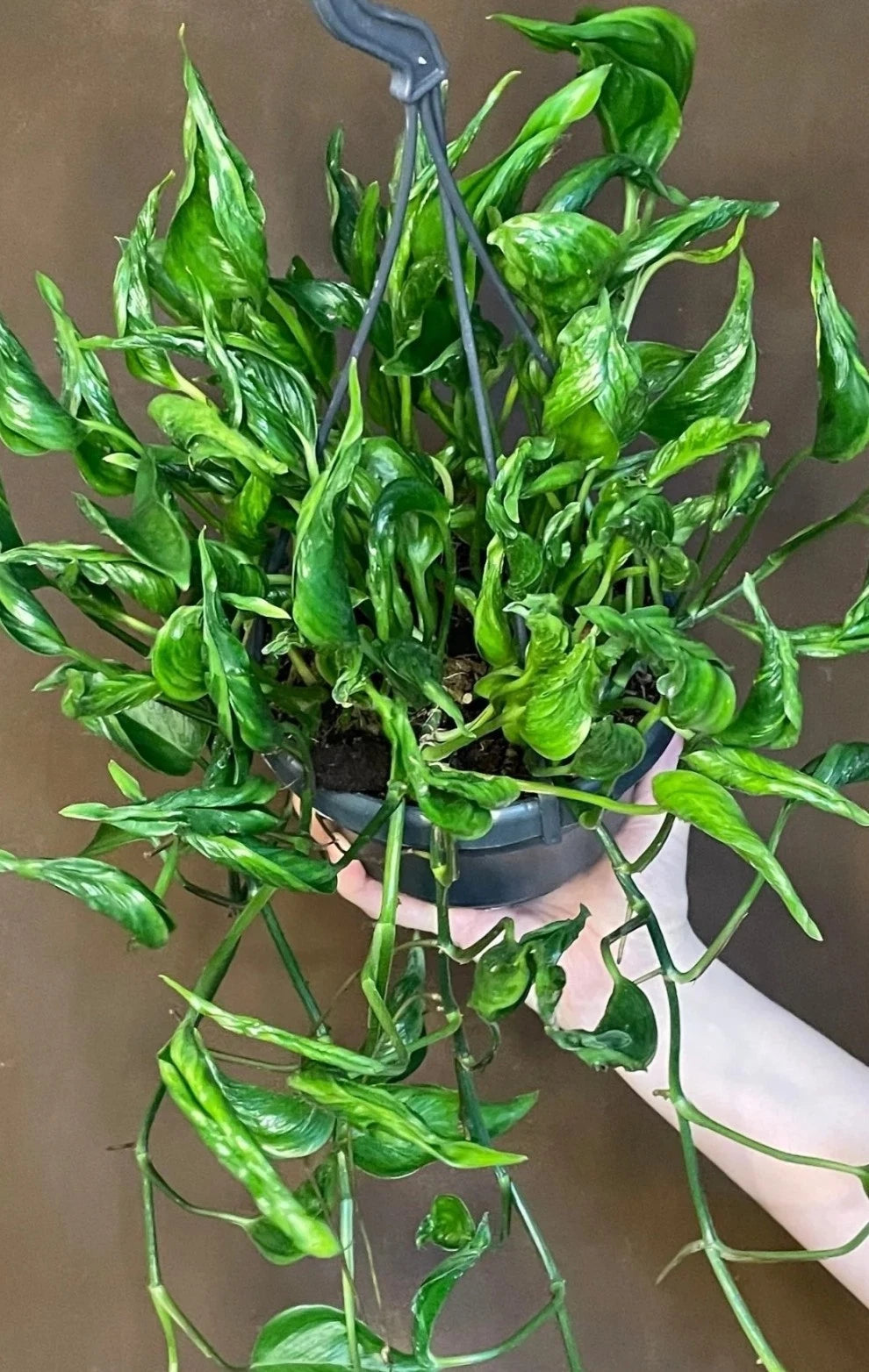 shark tooth succulent Crassula Corymbulosa “Shark Tooth
