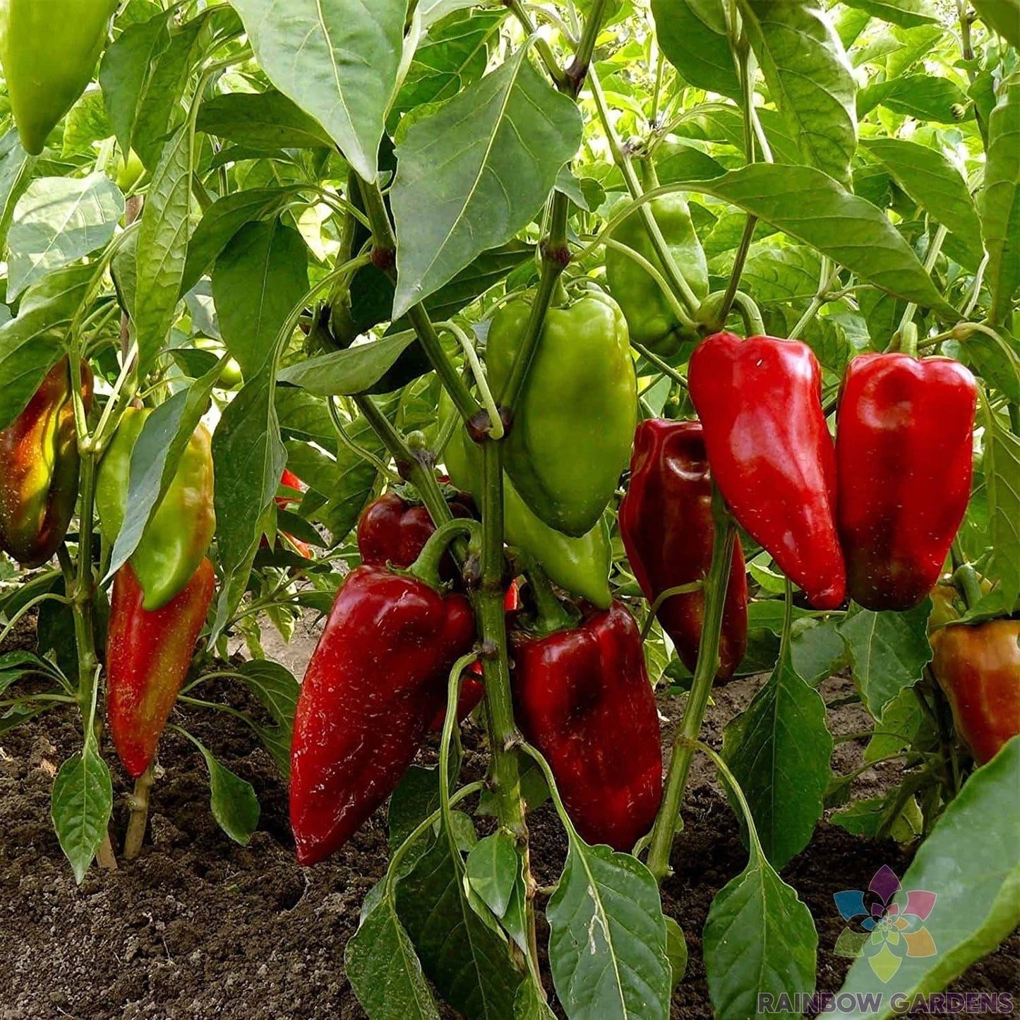 Carmen Hot Pepper Seeds - 25+ Seed Pack for Garden Planting - Capsicum Annuum - USA Grown, Non-GMO, Free Shipping