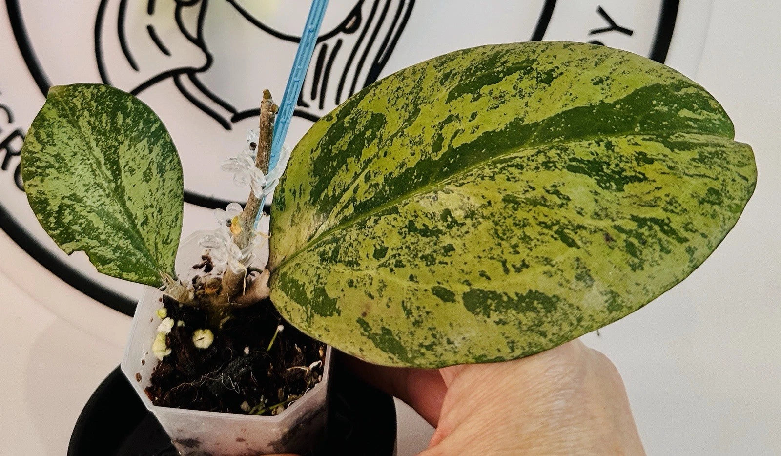 silver leaf plant indoor Hoya Plant - Live Michelle Silver Leaf - Hoya carnosa 'Michelle'