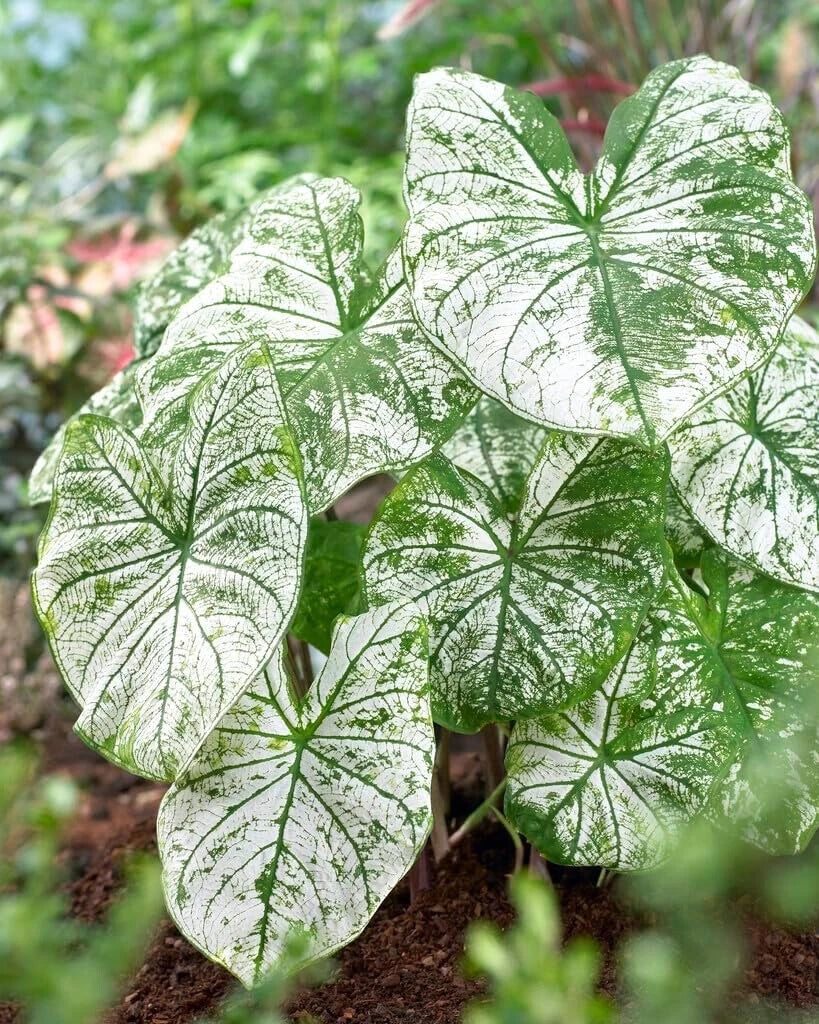 Caladium Bulbs 12 Count White Candidum Perennial Elephant Ears Planting Bulbs