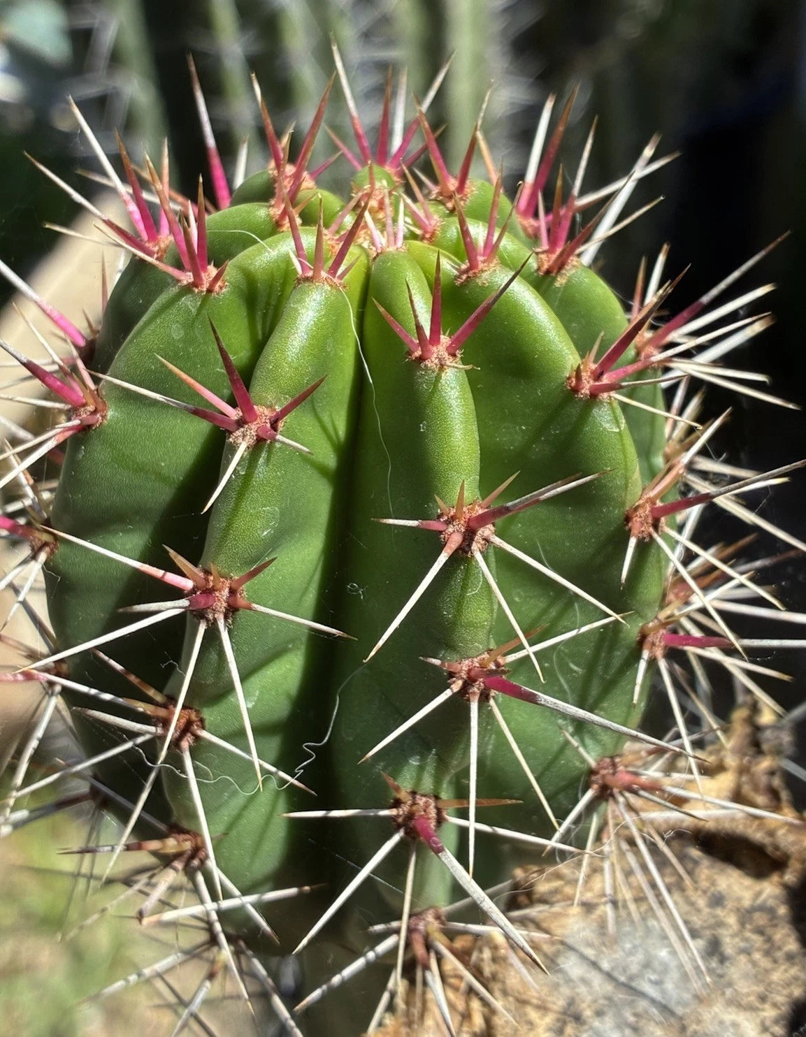 succulent with red spikes Stenocereus Queretaroensis Cutting, Live Succulent Plant, Pitaya, Cactus Variety – Jayme Garden