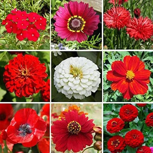 red wildflower seeds Big Red Wildflower Mix - 200+ Seeds - Vibrant All Red Blend