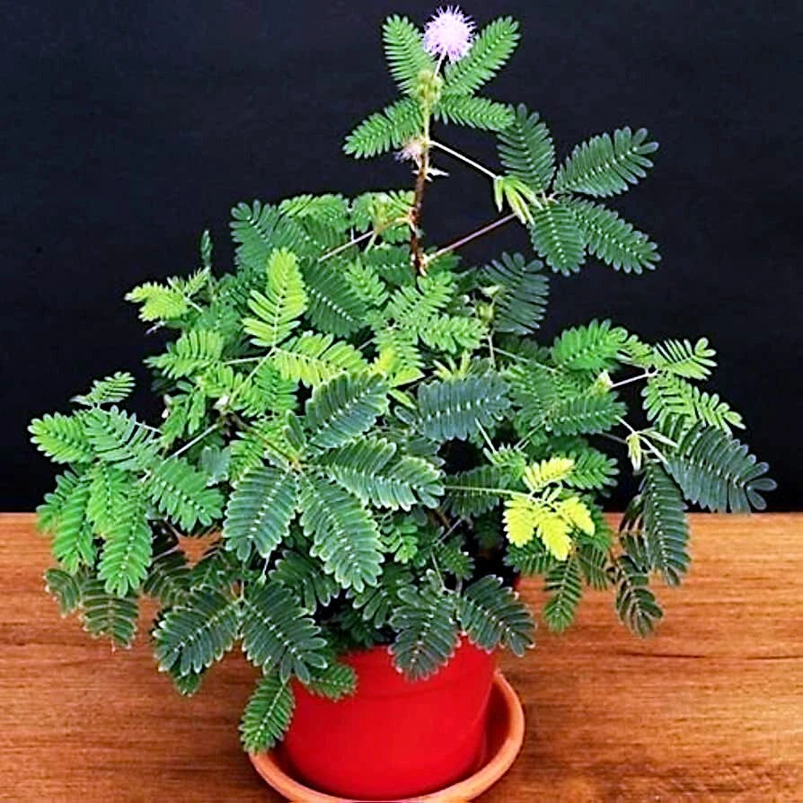 mimosa house plant Dwarf Mimosa Pudica Seeds - Sensitive Plant Tropical Houseplant Flower  Seeds