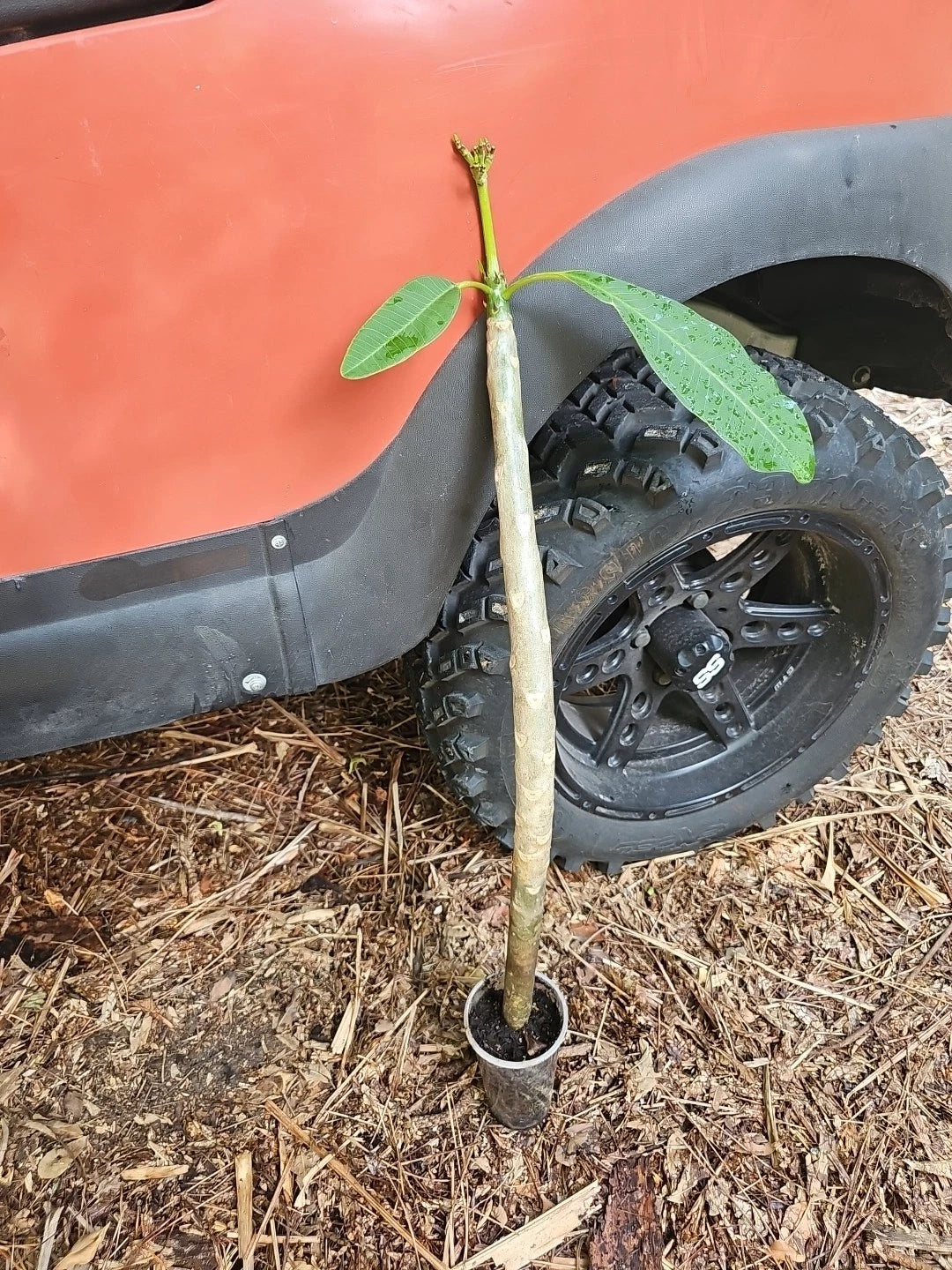 XL Rooted Plumeria Live Plant Cutting 31" White Yellow Flowering Plumeria obtusa