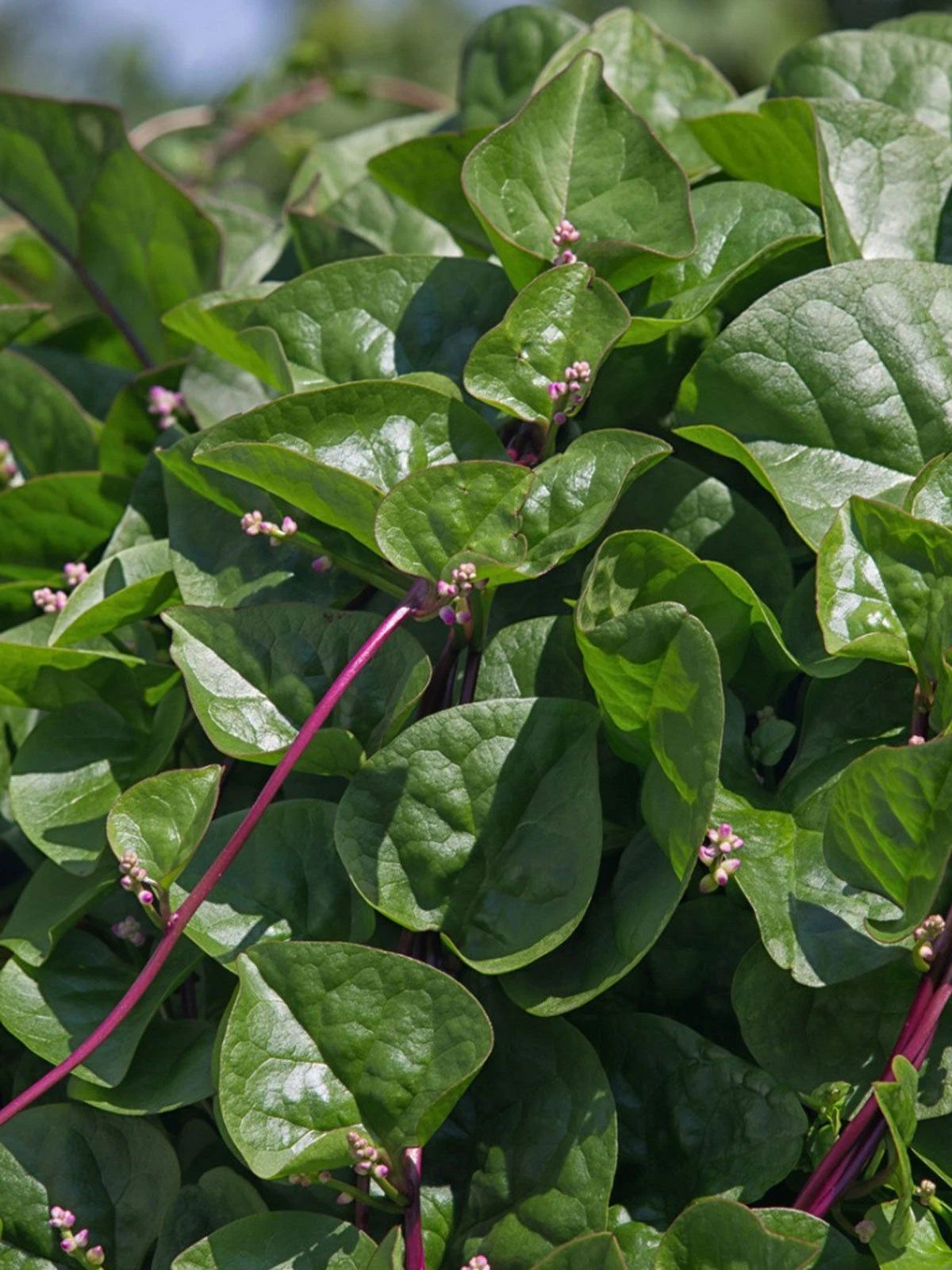 Malabar Red Stem Spinach Seeds, 100g, Red Vine Spinach, Ceylon, Non-GMO