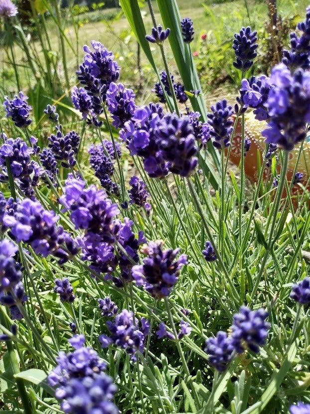 5 Organic English Lavender Herb Cuttings for Propagation, Lavandula angustifolia, Aromatic Garden Plants