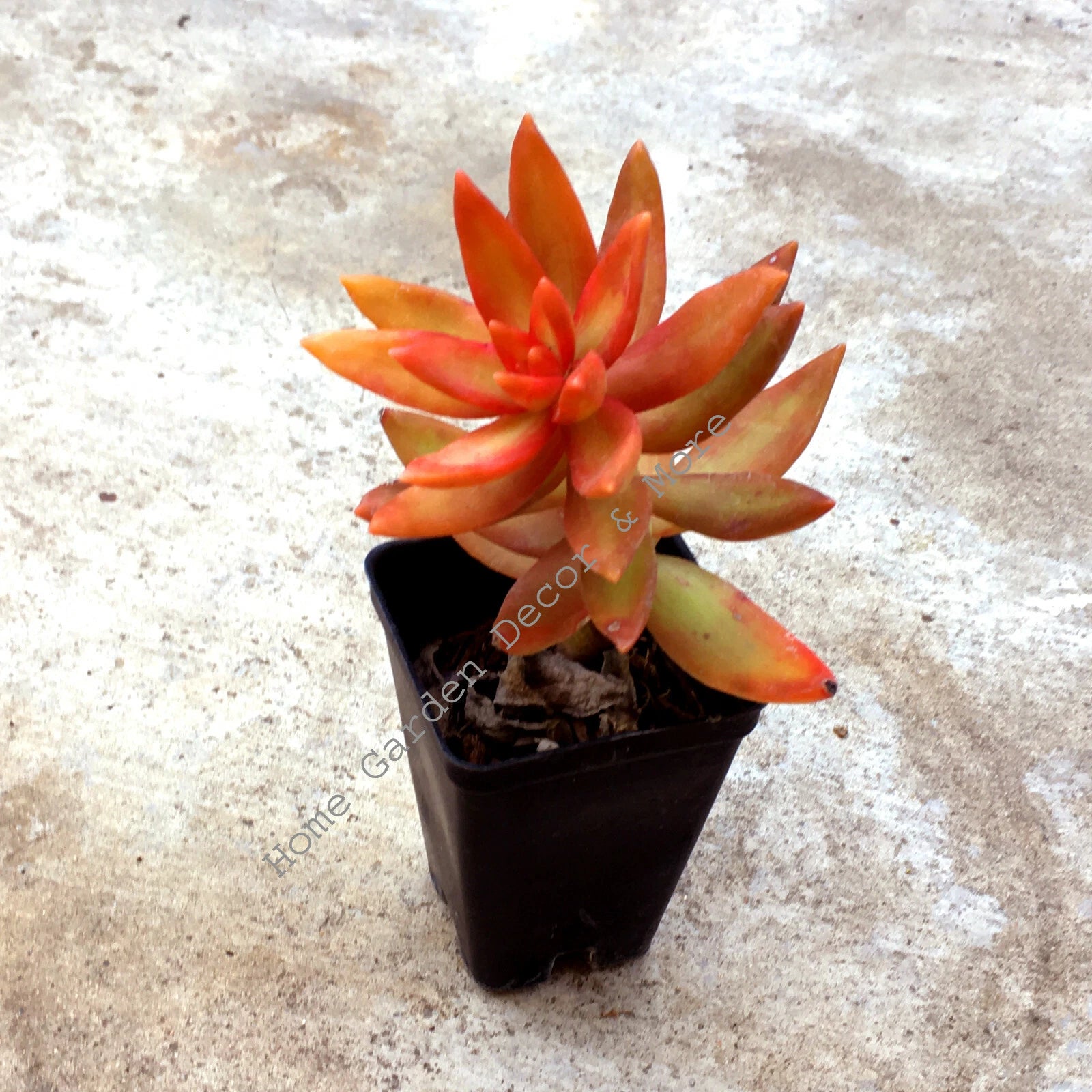 firestorm succulent care Rooted Succulent Plant - Sedum Adolphi 'Firestorm' - Red Orange Coppertone