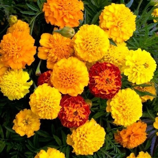 Marigold Seeds - 25 Heirloom French Dwarf Double Blooms - Annual Medicinal Flowers - Tagetes patula