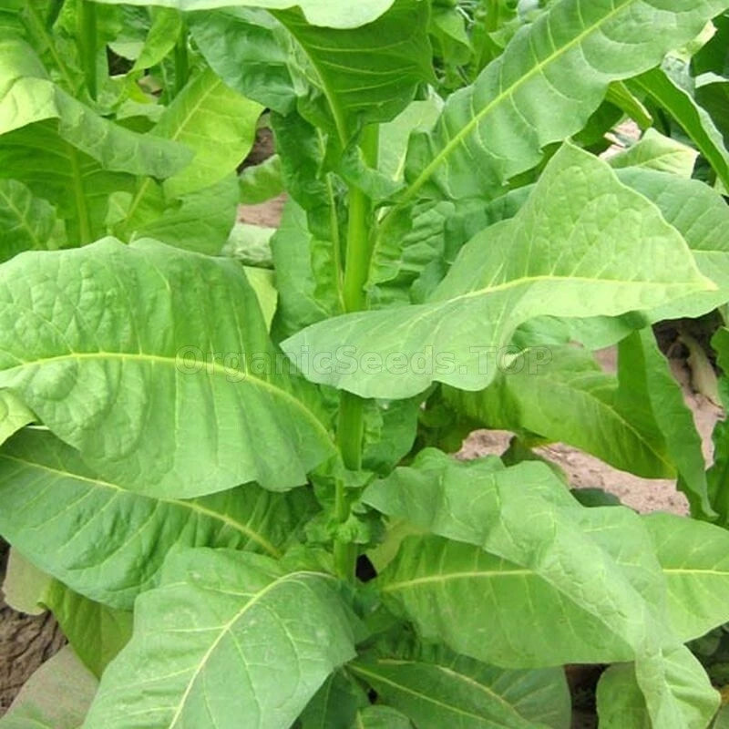 tobacco manufacturer What everyone gets wrong about the history of cigarettes tobacco manufacturer What everyone gets wrong about the history of cigarettes