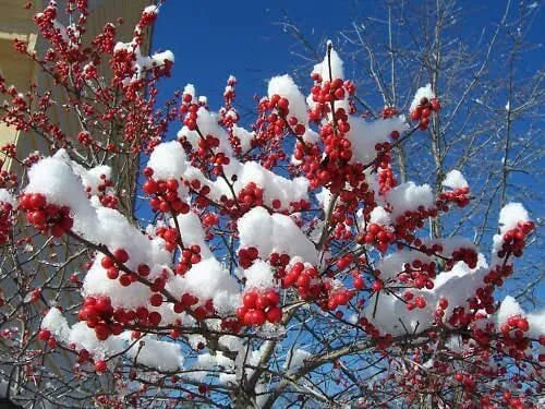 Live Winter Red Winterberry Holly Shrub - Well Rooted Plant - Ilex verticillata Variety