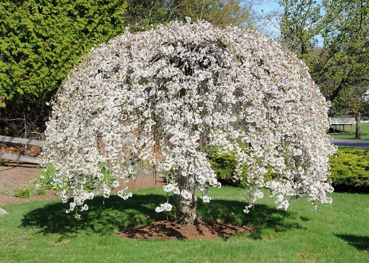 Weeping Yoshino Cherry Tree 24-36 IN Live Plant Prunus x yedoensis 'Shidare Yoshino' Well-Rooted Bare Rooted