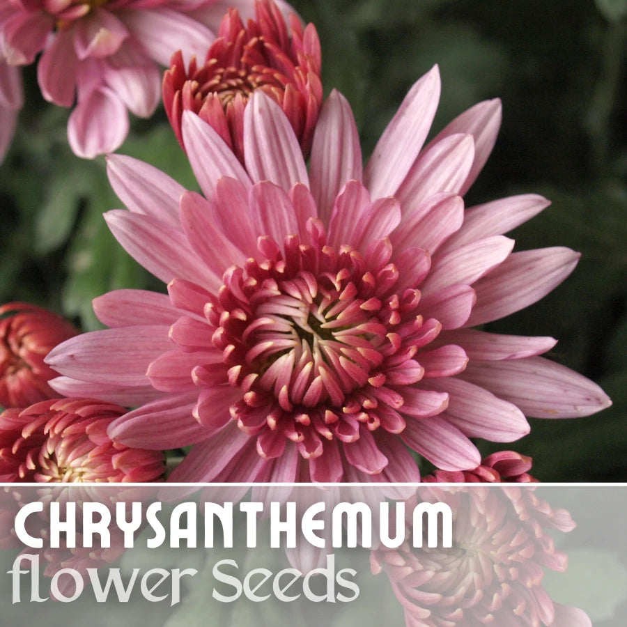 Chrysanthemum Seeds - Ayslee Pink Mum - 200+ Annual Flower Seeds - Ideal for Gardens & Borders
