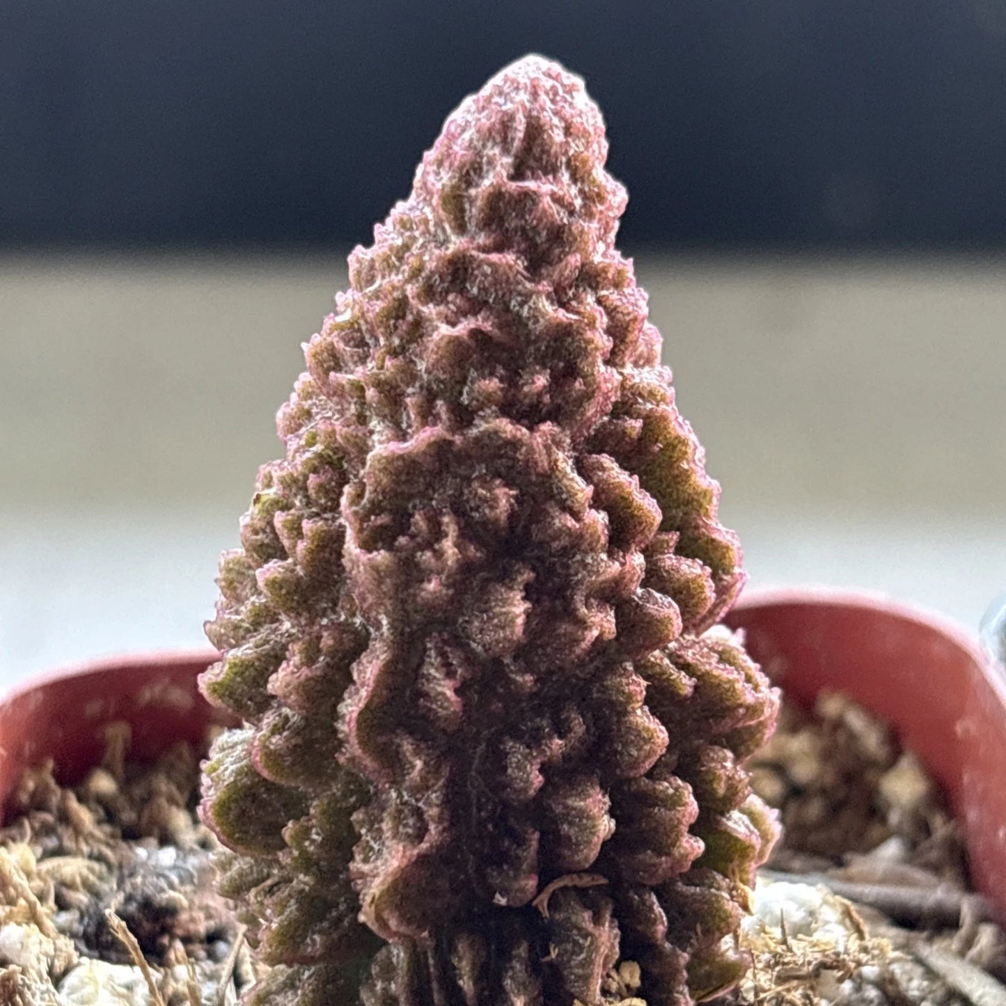 Adromischus marianae f. herrei Succulent Plant - Real Live Cacti for Home Decor - Unique Green Variety