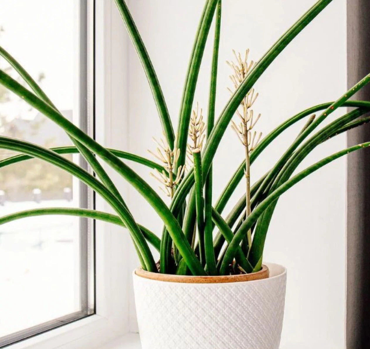 live snake plants near me Snake Plant Cutting - Unrooted Sansevieria Cylindrica Live Starter Plant