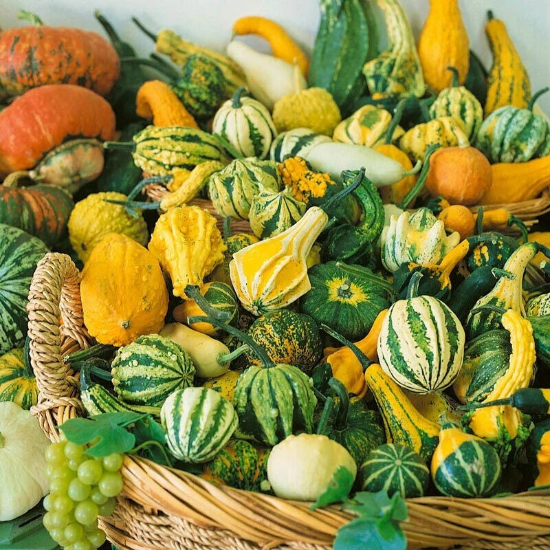Small Ornamental Gourd Mix Seeds - Heirloom, Non-GMO, Fresh - Ideal for Fall Decor & Crafting - Cucurbita pepo