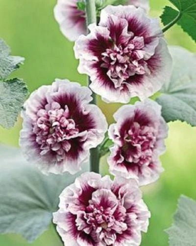 25 Double Purple Hollyhock Seeds | Perennial Flower Seeds | Alcea rosea | US Seller