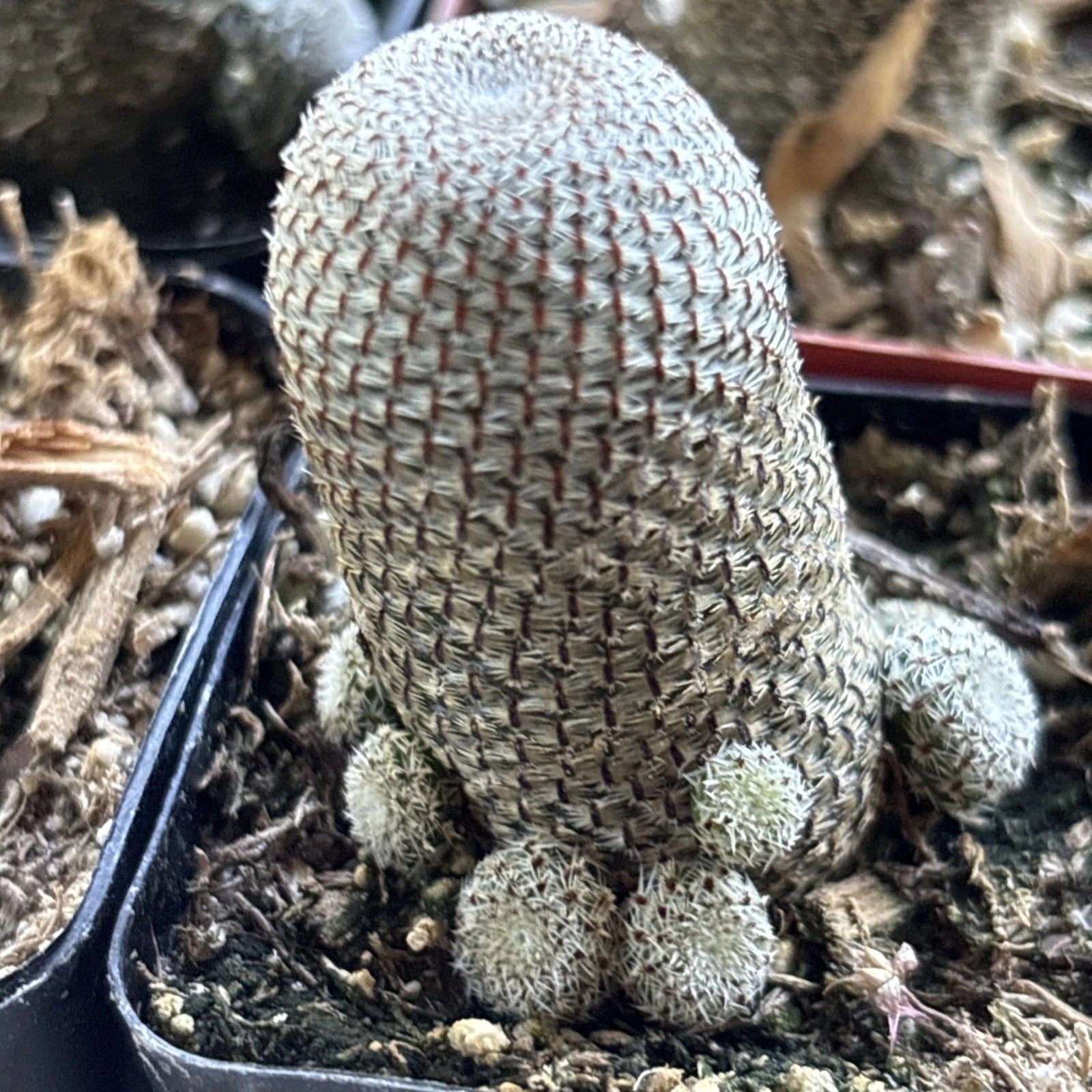 Rebutia heliosa Cactus - Rooted 2