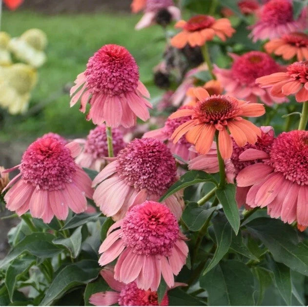 50 Rainbow Sherbert Coneflower Seeds - Echinacea Purpurea Perennial Flower Seeds - Colorful Garden Planting Supplies