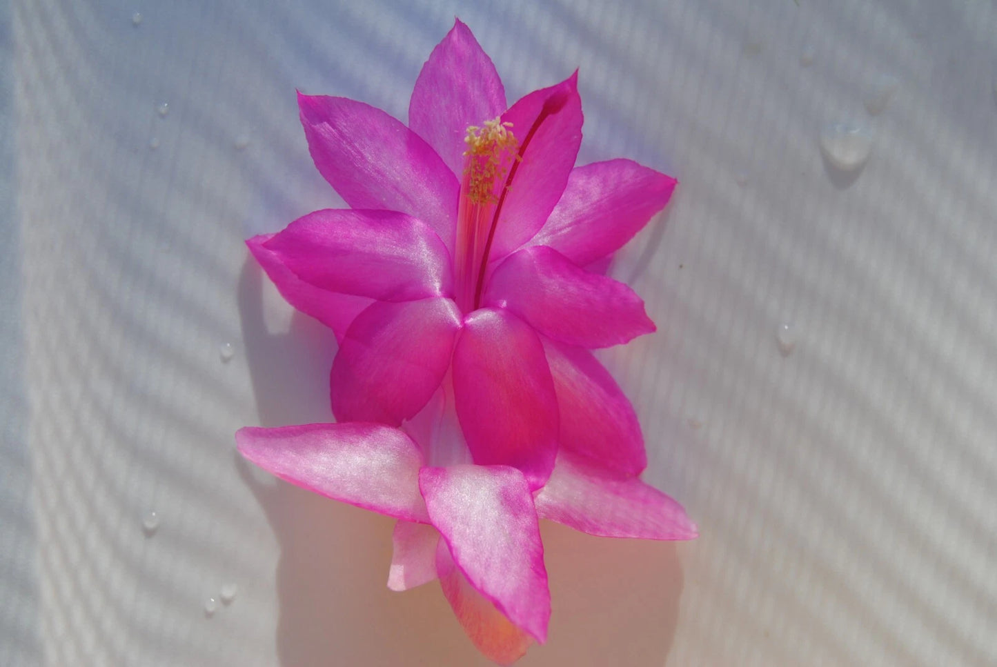 Christmas Cactus Starter Plant - Small Healthy Schlumbergera Truncata - Well Rooted Flor D' Ecole for Home or Office Decor