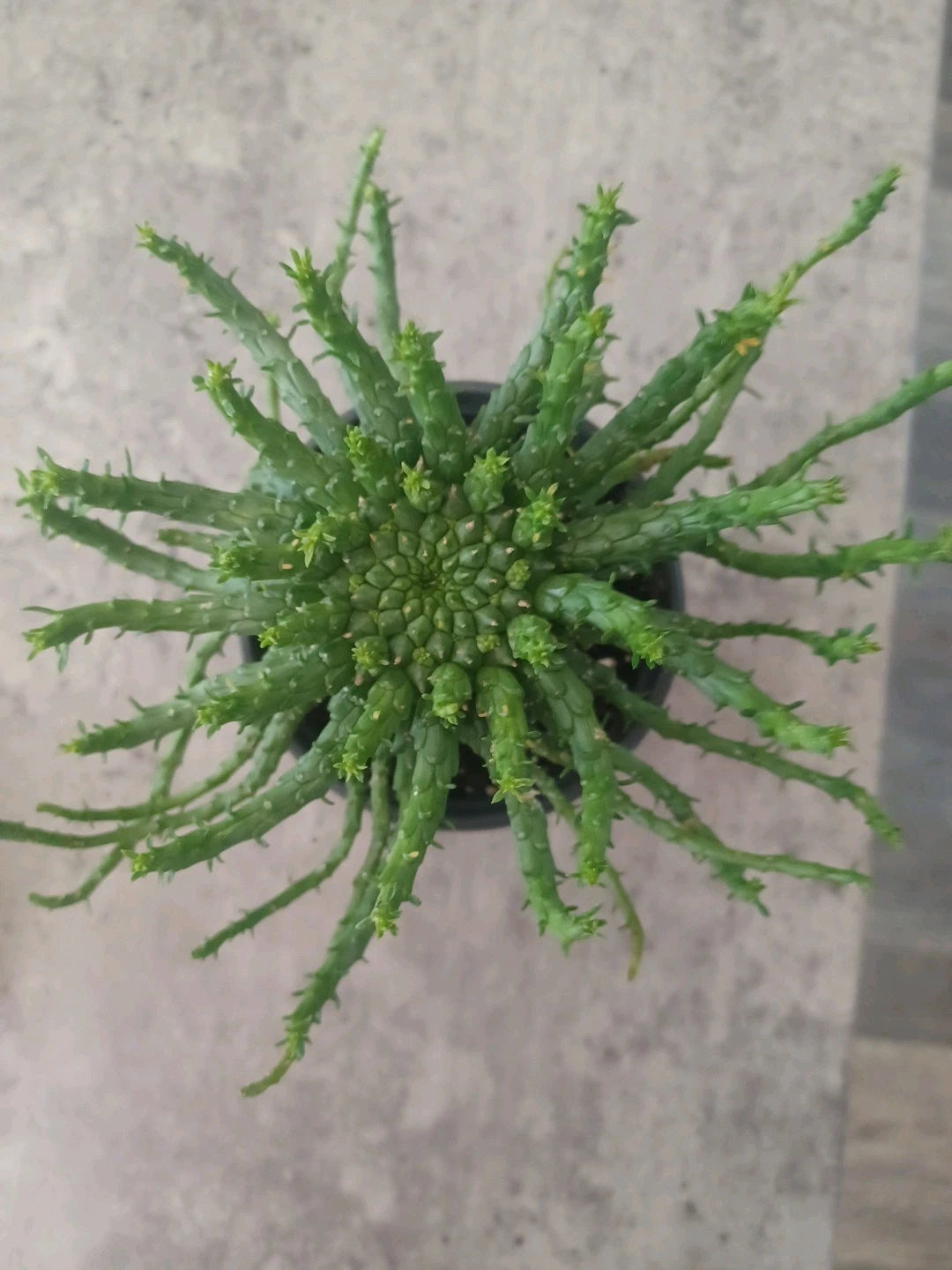 succulent curly plant Euphorbia flanaganii Medusa's Head Plant in 4" Pot | Unique Succulent with Curly Tentacles