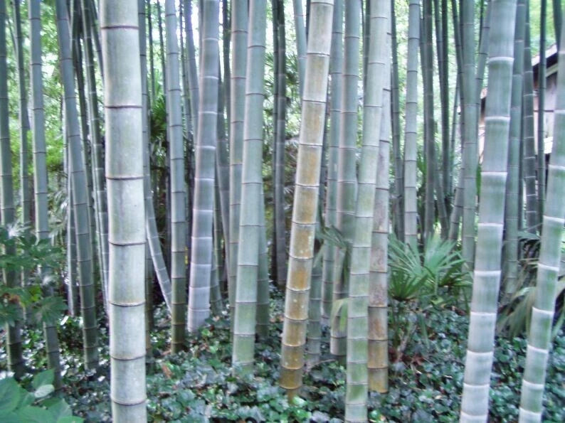 50 Rough Bamboo Seeds for Privacy Garden, Clumping Shade Screen, US Seller - Perfect for Landscaping and Natural Fencing