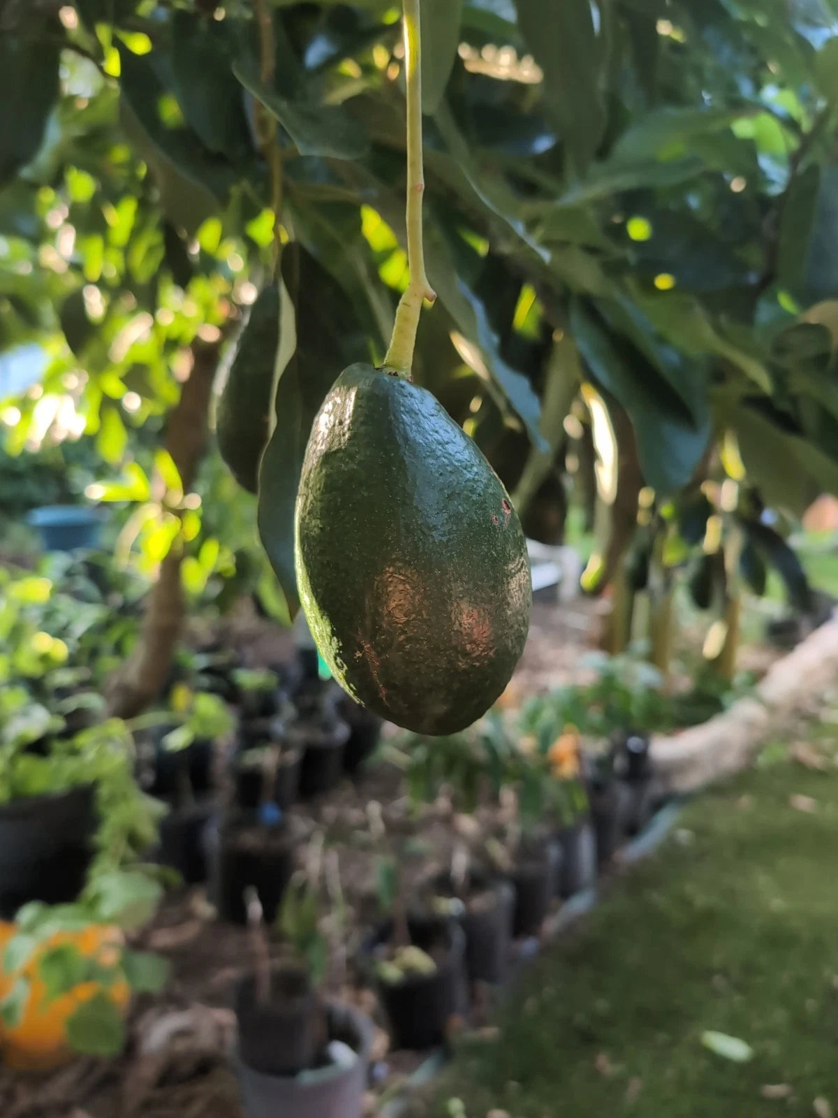 Bacon Avocado Scions - 3 Grafting Cuttings - Persea americana - Ideal for Home Garden or Orchard