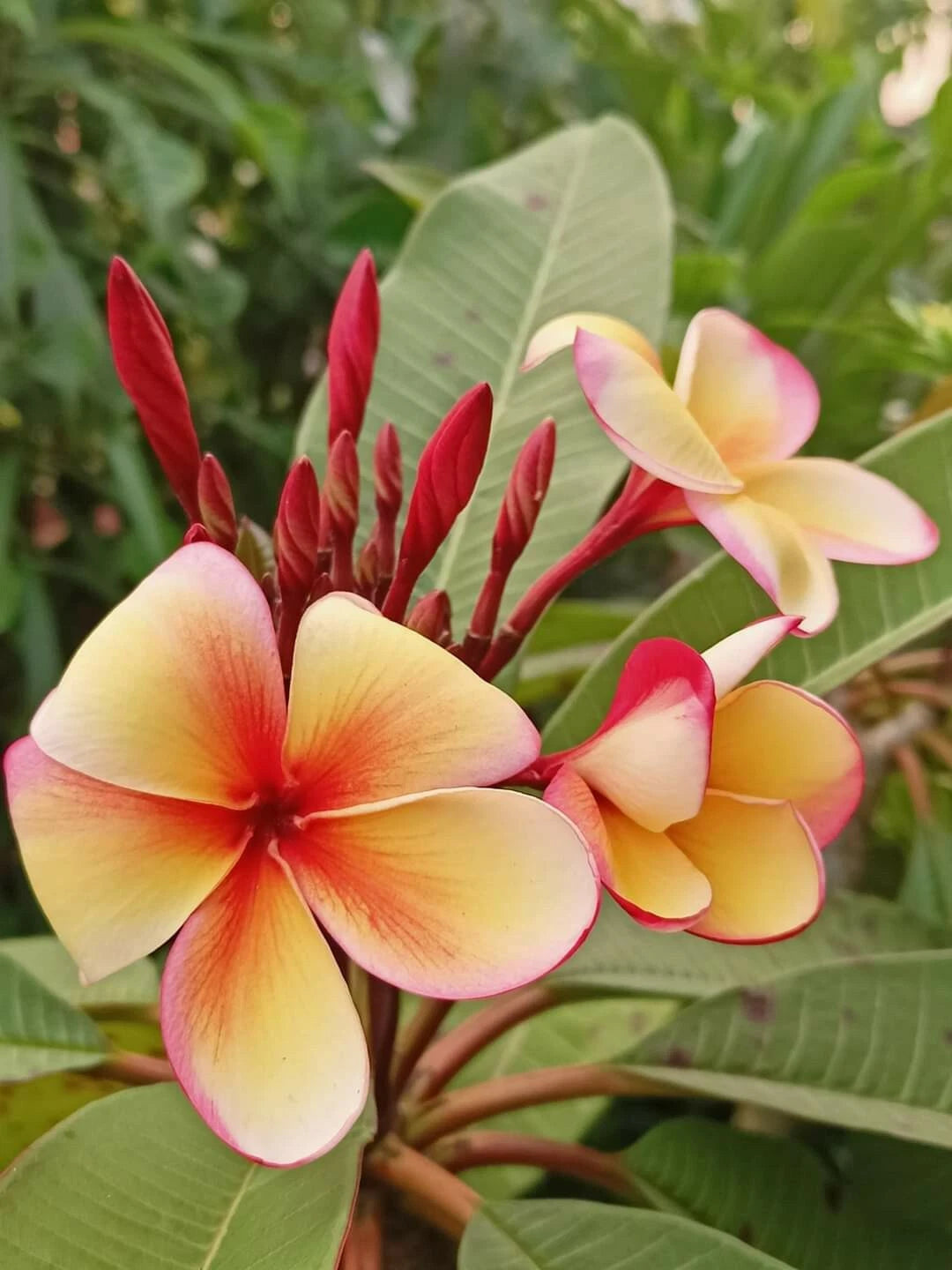 plumeria spp plant Hawaiian Plumeria Frangipani Plants, 8 oz Pot, Stress-Reducing Variety –  Jayme Garden
