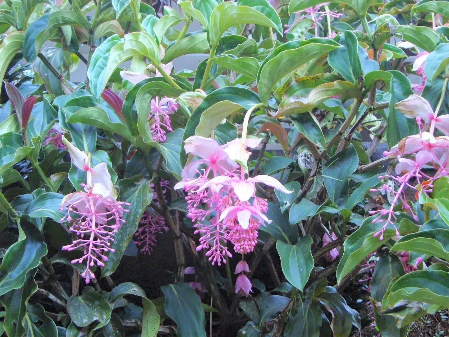 Royal Chandelier Medinilla Plant | Live Well Rooted Starter Plant | Rare Exotic Variety | Medinilla magnifica