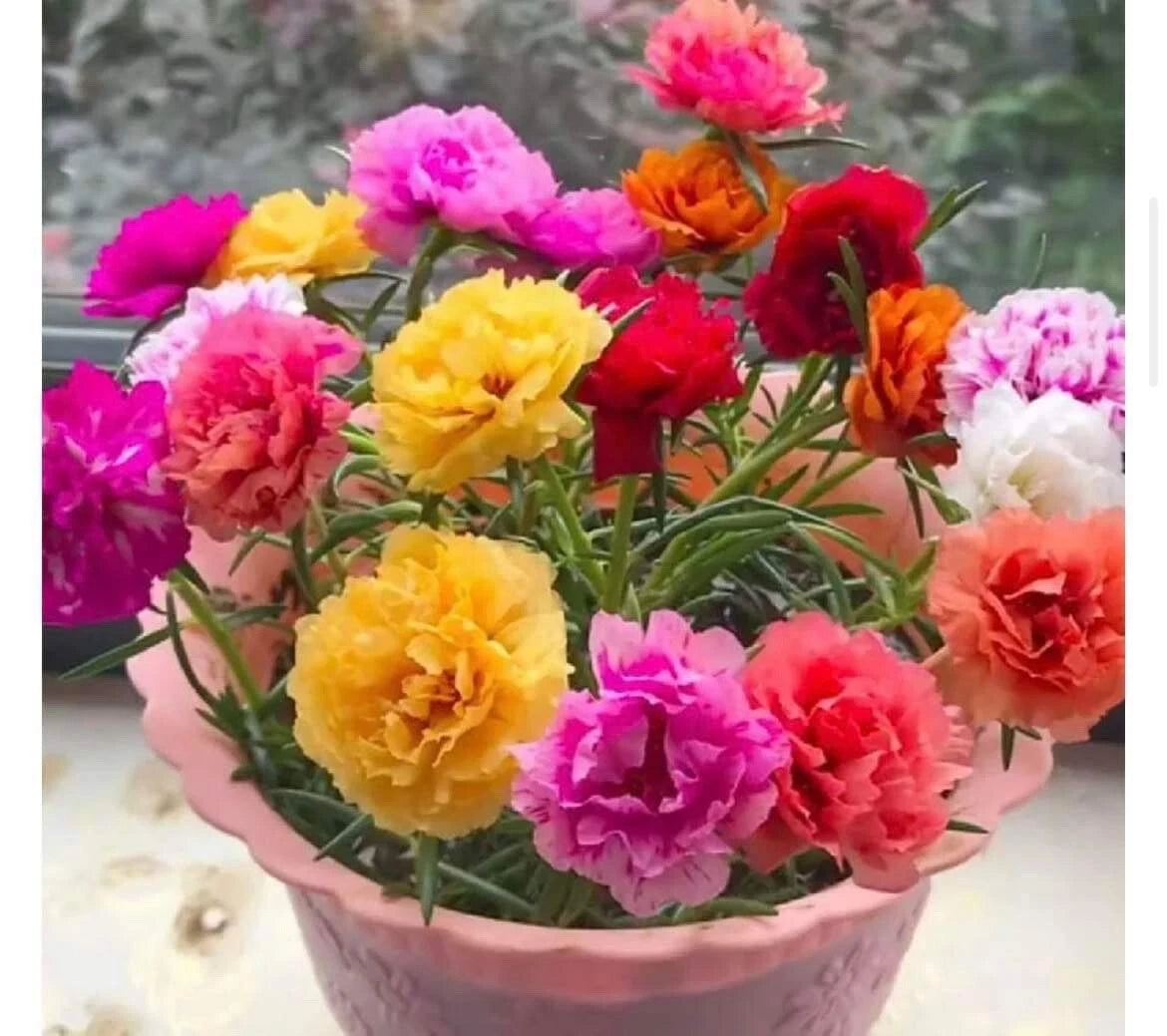 500+ Seeds Moss Rose Double Mix Color - Portulaca grandiflora - Vibrant Garden Flowers, Hardy Annuals, Buy 2 Get 1 Free