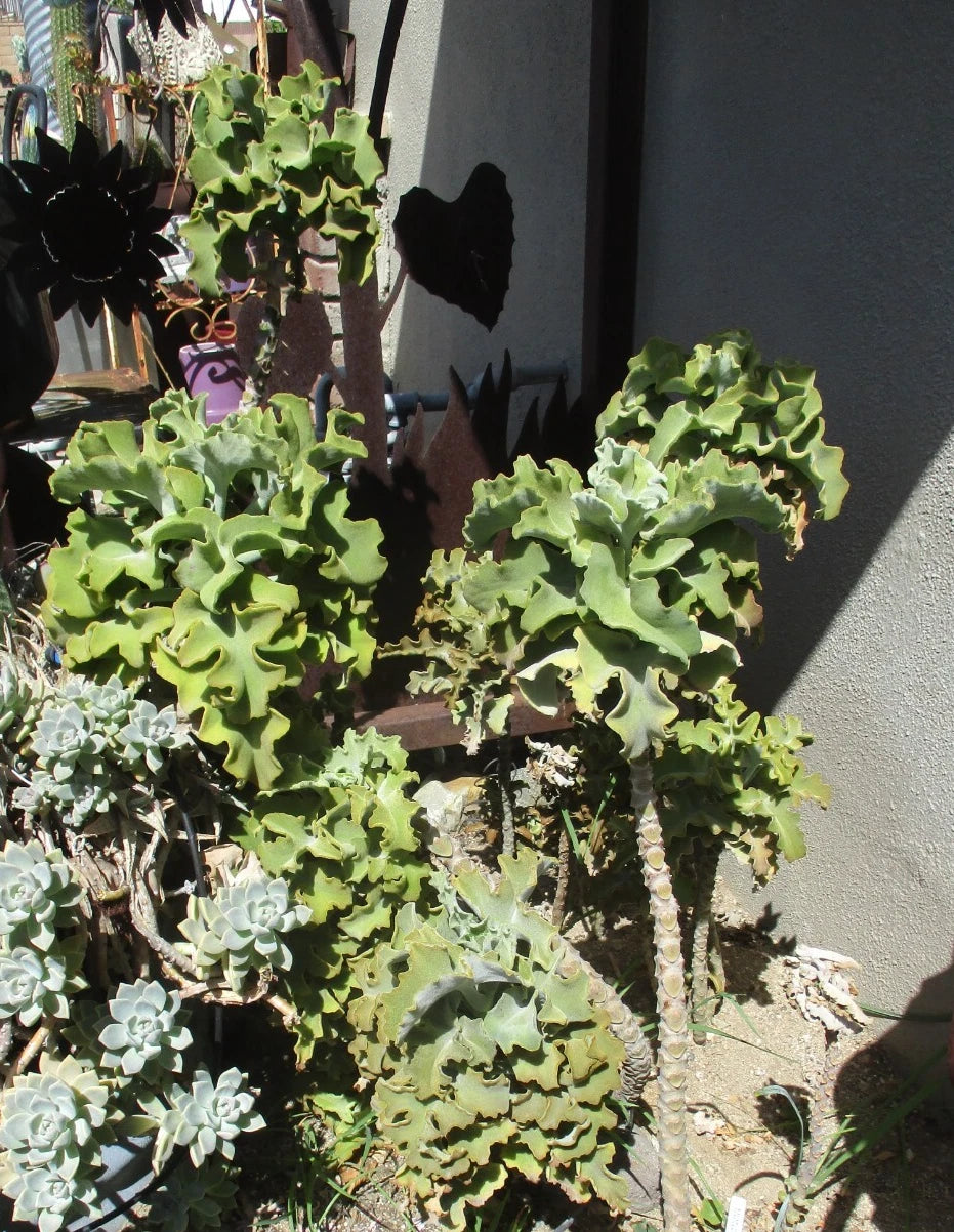kalanchoe beharensis plant elephant ear Kalanchoe Beharensis Velvet Elephant Ears Cuttings 10-12