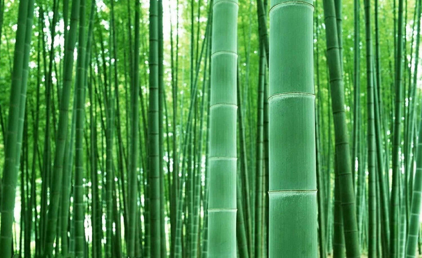 Giant Bamboo Seeds - 50+ Seeds for Planting - Privacy Screen - Phyllostachys edulis