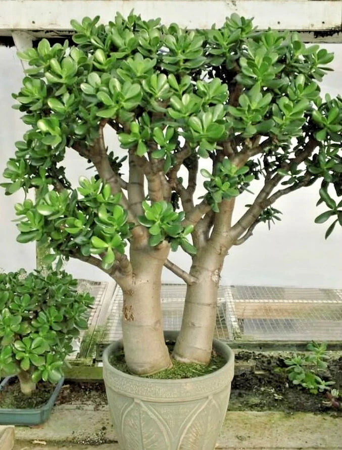 live jade plant Crassula Ovata Succulent Plant - 2in Pot - Fully Rooted Live Jade Plant