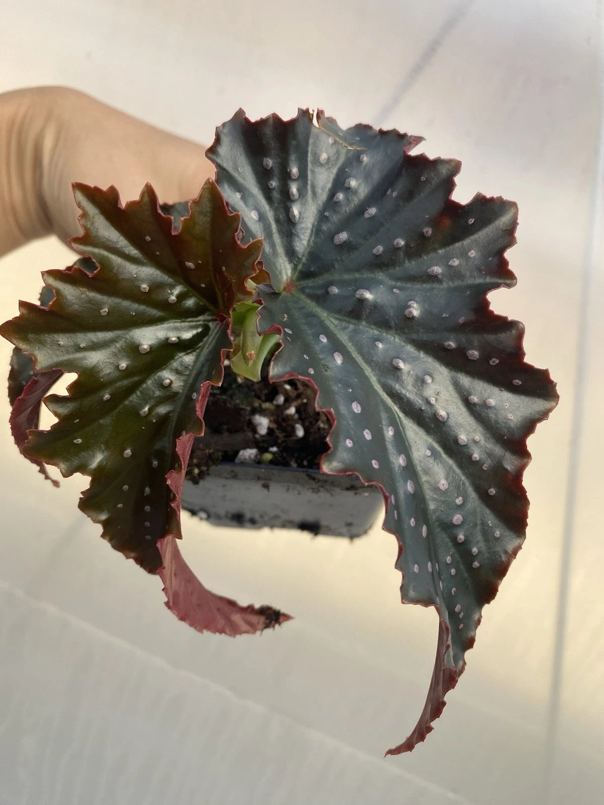 uncommon rare indoor plants Fannie Moser Begonia Live Houseplant - Dark Leaves