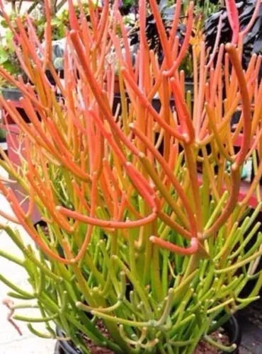 Sticks on Fire Pencil Cactus Cuttings