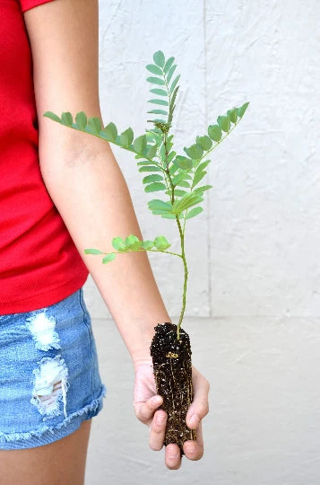 Black Locust Tree - 3 to 7 inches - Robinia pseudoacacia - Fast-Growing, Hardy Tree for Landscaping