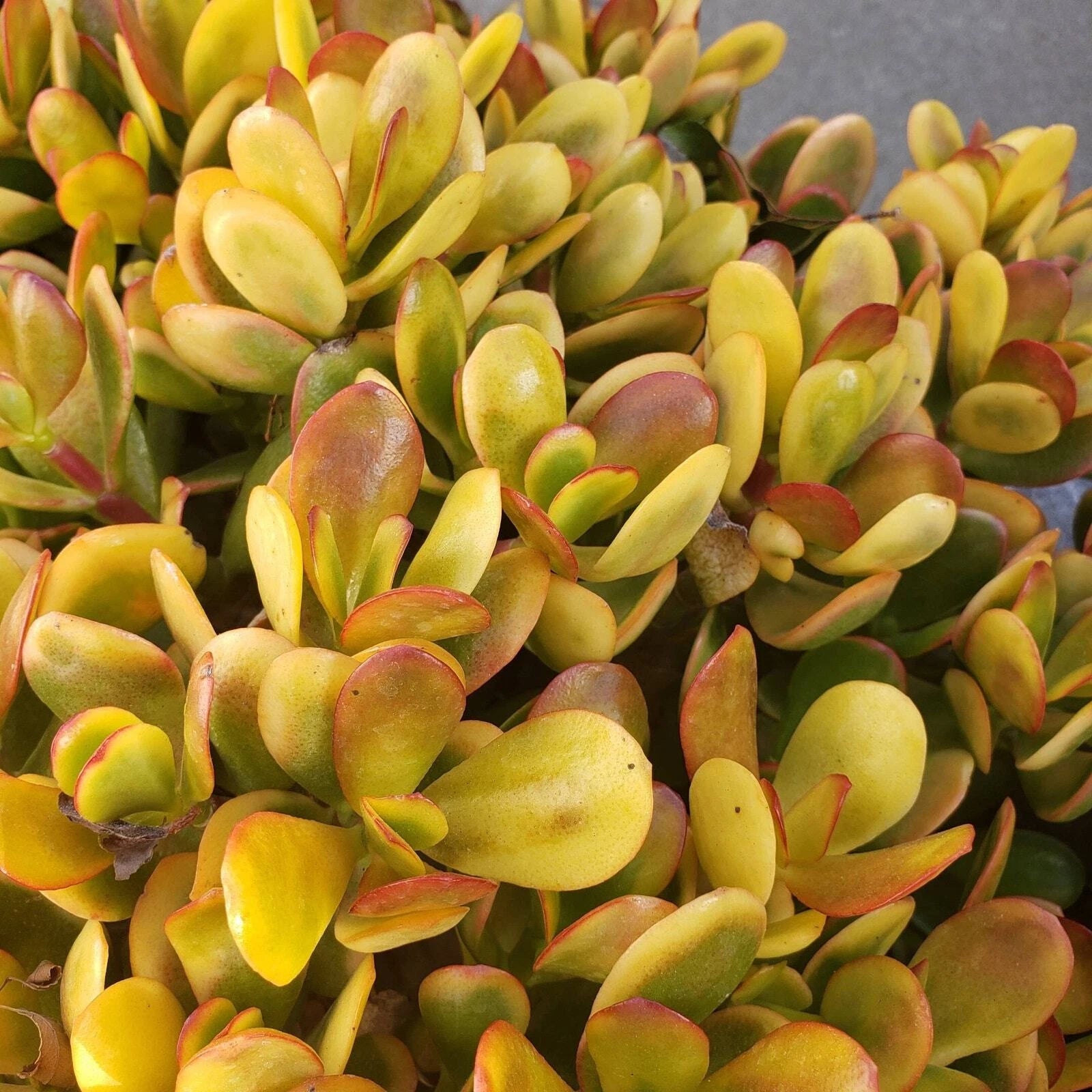 yellow jade succulent 5 Cuttings Succulent Crassula Ovata Hummel Sunset Golden Jade Plant, Indoor  Houseplant Decor – Jayme Garden